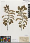 Foto von Salix myrsinifolia Salisb.